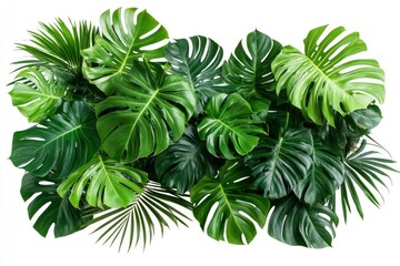 Green leaves of tropical plants bush (Monstera, palm, rubber plant, pine, birdâ€™s nest fern) floral arrangement indoors garden nature backdrop isolated on white background thailand, generative ai