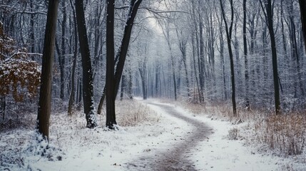 Wall Mural - A Winding Path Through a Snow-Covered Forest