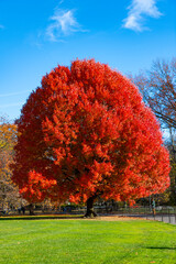 Fall nature landscape. Seasonal fall landscape. Park nature. Autumn landscape. Tree with autumn leaves in nature. Fall forest or park in autumnal season. Autumn tree in Central park. Changing colors