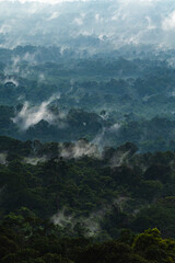 Wall Mural - environmental conservation, emphasizing importance of green leaves and trees in forests, sustainable
