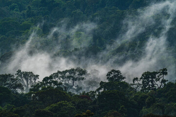 Wall Mural - environmental conservation, emphasizing importance of green leaves and trees in forests, sustainable