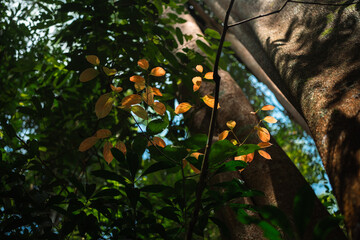 Wall Mural - environmental conservation, emphasizing importance of green leaves and trees in forests, sustainable