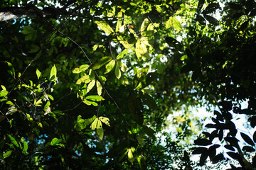 Wall Mural - environmental conservation, emphasizing importance of green leaves and trees in forests, sustainable