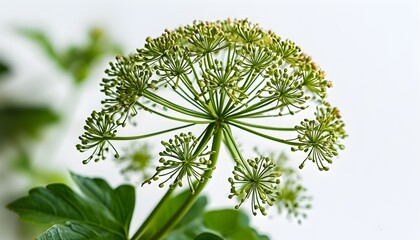 Sticker - Elegant umbrella plant silhouette against a pristine white backdrop