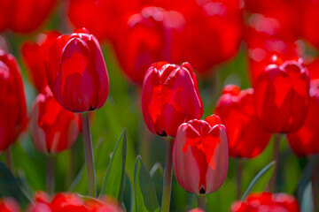 Red Tulip flower in tulip field at spring day. Colorful vivid pink tulips in the park. Spring landscape. Red tulip garden in spring. The Tulip. Beautiful bouquet of tulips in spring nature. Close up