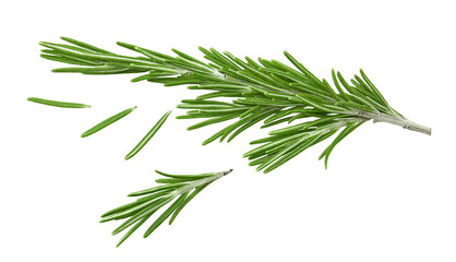 Wall Mural - rosemary branch isolated on white background. Clipping path