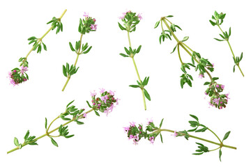 Wall Mural - green thyme bunch isolated on white background. clipping path