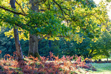 Canvas Print - Oak tree in a meadow with wilted fern plants