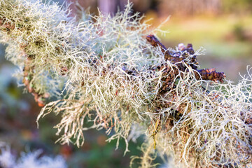 Sticker - Lichens growing on a tree branch in close up