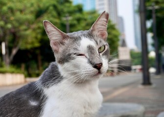 gray and white colored cute stray wild cat face portrait with playful wink expression isolated on ho
