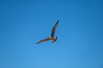 A solitary bird soaring gracefully against a clear blue sky during daylight hours