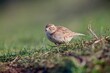 © tonymills - Greater Short-toed Lark, (Calandrella brachydactyla), a rare visitor in the short coastal grass in Cornwall, UK. A low angle shot.