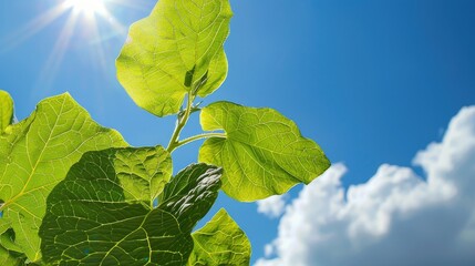 View of mustard plant leaf against the sky