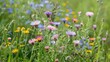 ©  AugmentArt - Summer wildflowers Erigeron annuus bloom in the meadow