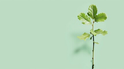 Poster - Image of a young oak tree seedling on a pale green backdrop