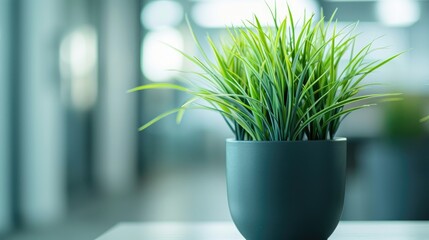 Office potted plant with blurred background depicts nature in work environment