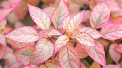 Pale pink foliage of the plant