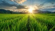 © CryptoCanvas - Morning view of rice plant design on paddy field