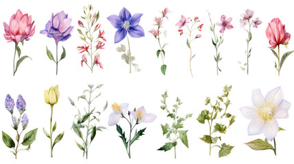 Wall Mural - set of watercolor wildflowers painting isolated on clear png background and transparent background. 