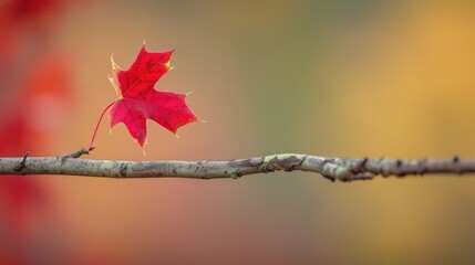 Red maple leaf on branch in fall