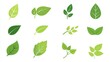 © Rauf - Green leaf icon set for natural, eco, vegan, and bio labels.