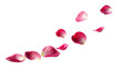© Uncle-Ice - Beautiful red rose petals scattered on a white background, a symbol of love and romance