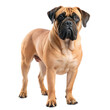 © stockpro - A strong and confident Bullmastiff dog standing proud on a transparent or white isolated background.