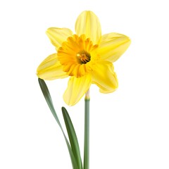 Daffodil Flower Flower isolated on white background.