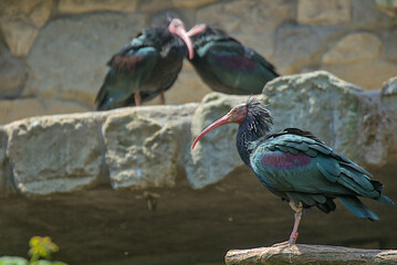 A striking Northern Bald Ibis, with its distinctive long curved bill and ruffled black and green feathers. The iridescent plumage shimmers in the light. In the background are two other ibises.