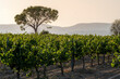 © yaqui_villegas - Rows of vineyard plants are overshadowed by a distinct, tall tree silhouette under the dusk sky, with hills in the background, portraying an idyllic and tranquil agricultural scene in Penedes Spain