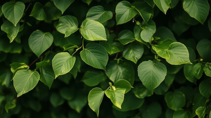 Wall Mural - Lush green leaves thrive in a natural habitat, showcasing vibrant colors and textures during daylight hours in a peaceful setting