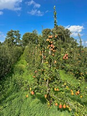 Rows of low-stemmed pear trees with ripe pears