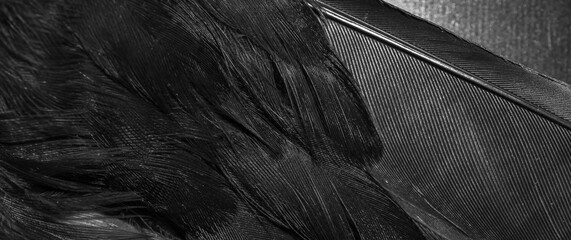 black feathers with visible texture