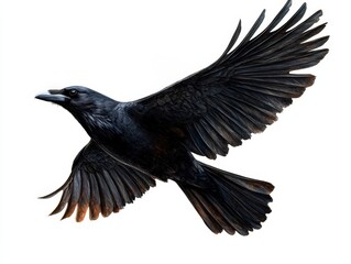 Black crow in flight against a white isolated background.