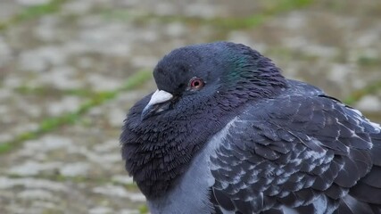 Wall Mural - portrait of a dove during the first snow slow motion