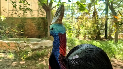 Cassowary bird stand still, big living ratite with enormous crest, colorful feather
