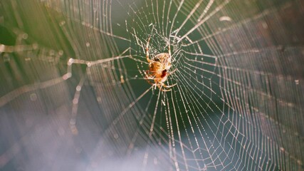 Spider in the center of the spider silk sways in the wind. Filming in the forest.