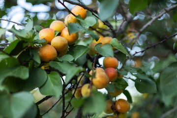 Wall Mural - orange apricots on a branch with green leaves