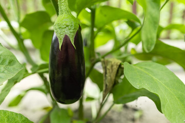 Wall Mural - Aubergine eggplant plants in a greenhouse.