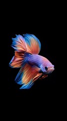 Beautiful, colorful betta fish on a black background, with dynamic movement