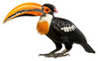 © Rawpixel.com - PNG Animal toucan beak bird.