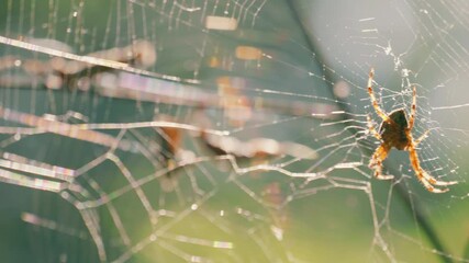 Spider in the center of the spider silk sways in the wind. Filming in the forest.