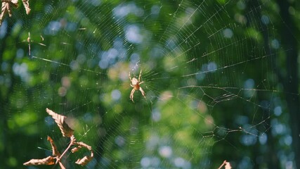 Spider in the center of the spider silk sways in the wind. Filming in the forest.