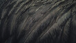 © Carla Tracy - Close-up of black Ostrich feathers with intricate details and soft textures creating a luxurious, elegant abstract pattern background, luxury high end fashion, erotic, fetish, gothic, boudoir themes