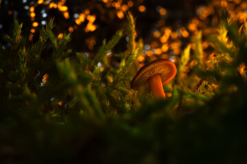 Mushroom. Beautiful cute mushrooms of the forests. Nature background. 