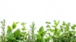 © horizon - Diverse herbs and plants in a horizontal line, highlighting vibrant green foliage, various textures, and leaf shapes in a crisp, botanical illustration style on white background.