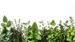 © horizon - Diverse herbs and plants in a horizontal line, highlighting vibrant green foliage, various textures, and leaf shapes in a crisp, botanical illustration style on white background.