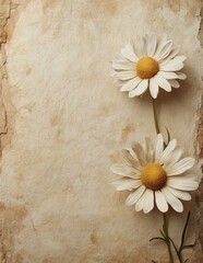 Wall Mural - Two daisies on a rustic textured background with warm vintage tones
