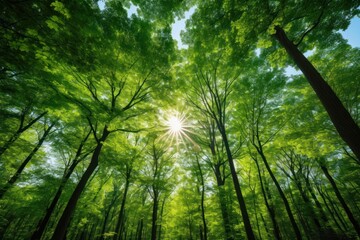 Wall Mural - Forest green tree sun.