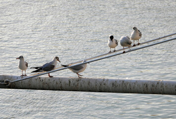 Wall Mural - river seagulls sitting and flying by the Danube river in Novi Sad